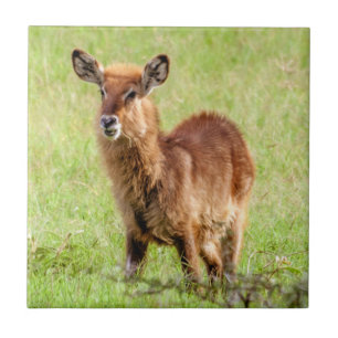 Carreau En Céramique Antilope Waterbuck de brun de jeunes des images  