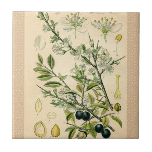 Carreau En Céramique Antique Blackthorn Botanique Imprimé Fleur Berry