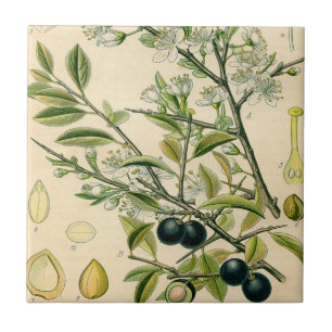 Carreau En Céramique Antique Blackthorn Botanique Imprimé Fleur Berry