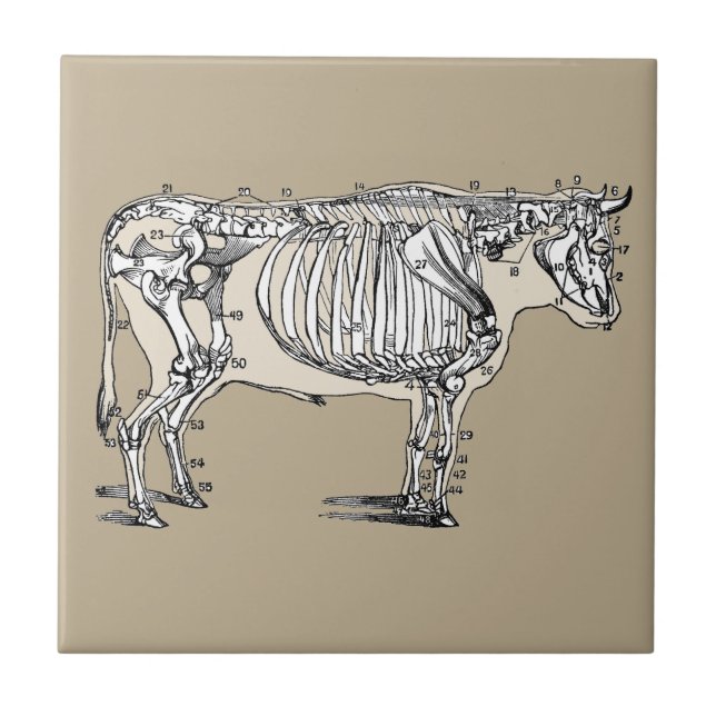 Carreau En Céramique Antique Cow Skeleton Bones (Devant)