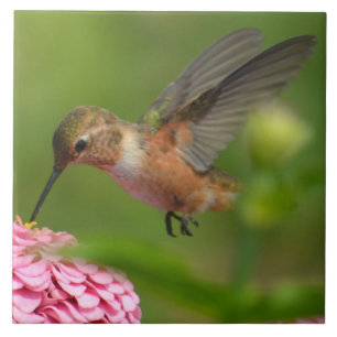 Carreau En Céramique Août Zinnia Flowers Colibri