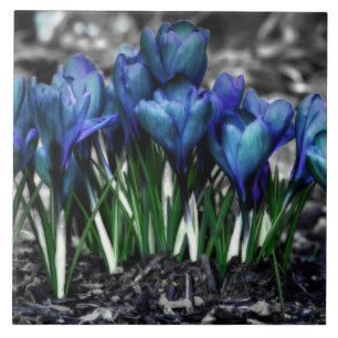 Carreau En Céramique Aqua Blue Crocus Blooms