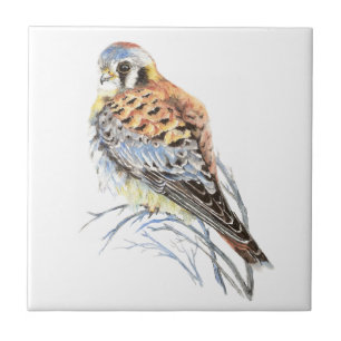 Carreau En Céramique Aquarelle Kestrel Sparrow Hawk Oiseau Faune Art