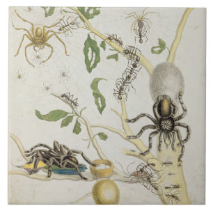 Carreau En Céramique Araignées : Mygole, plaquent 18 de 'au-dessus de