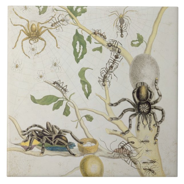 Carreau En Céramique Araignées : Mygole, plaquent 18 de 'au-dessus de (Devant)