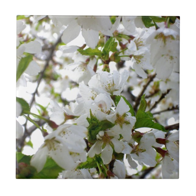 Carreau En Céramique Arbre à fleurs blanches (Devant)