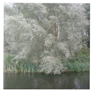 Carreau En Céramique Arbre blanc et tuile du paysage fluvial