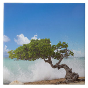 Carreau En Céramique Arbre Divi Divi, Eagle Beach, Aruba, Caraïbes