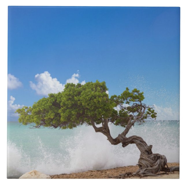 Carreau En Céramique Arbre Divi Divi, Eagle Beach, Aruba, Caraïbes (Devant)