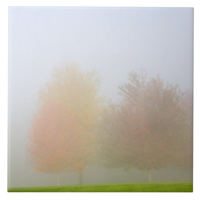 Carreau En Céramique Arbres de chute enveloppés en brume (Devant)