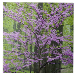 Carreau En Céramique Arbres Redbud en pleine floraison printanière près