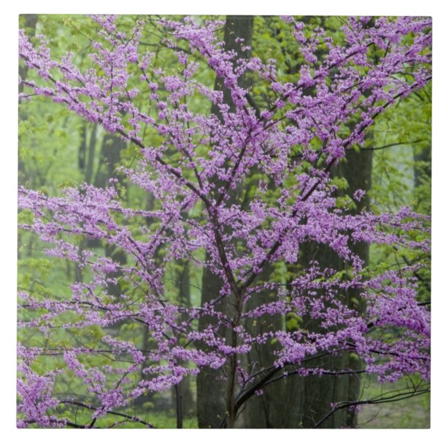 Carreau En Céramique Arbres rouges en pleine floraison printanière près (Devant)