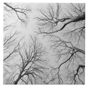 Carreau En Céramique Arbres sans feuilles en bois de Thiepval