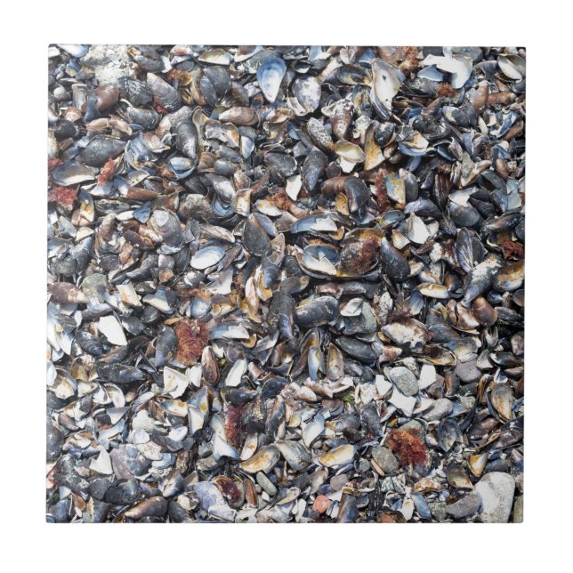 Carreau En Céramique Arrière - plan de coquillages (Devant)