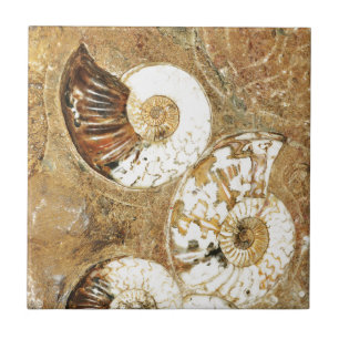 Carreau En Céramique Arrière - plan préhistorique avec les coquilles