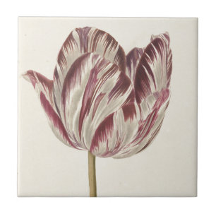 Carreau En Céramique Art néerlandais vintage : Tulipe blanche et rouge