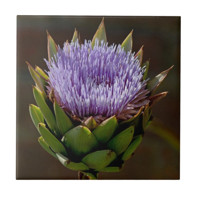 Carreau En Céramique Artichaut, Cynara Cardunculus, en fleur (Devant)