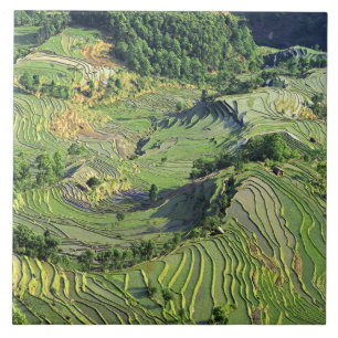 Carreau En Céramique Asie, Chine, Yunnan, Yuanyang. Motif de vert