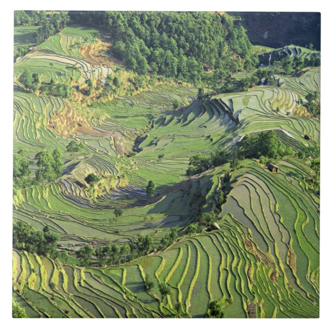 Carreau En Céramique Asie, Chine, Yunnan, Yuanyang. Motif de vert (Devant)