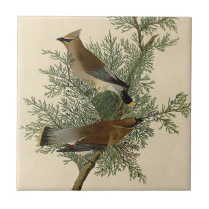 Carreau En Céramique Audubon Cèdre cire oiseau