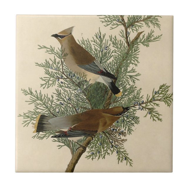 Carreau En Céramique Audubon Cèdre cire oiseau (Devant)