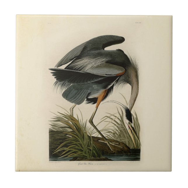 Carreau En Céramique Audubon Great Blue Heron Marsh Bird (Devant)