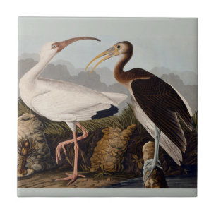 Carreau En Céramique Audubon White Ibis Bird Wildlife
