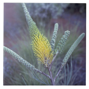 Carreau En Céramique Australie, NT, près d'Ayers Rock. Floraison printa