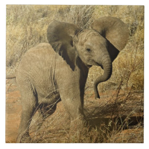 Carreau En Céramique Baby African Elephant, Loxodonta Africana,
