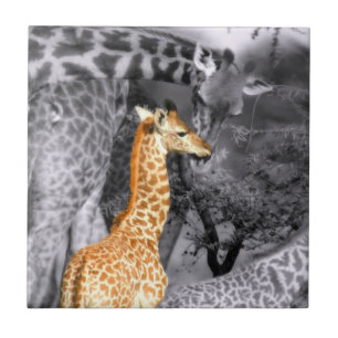 Carreau En Céramique Baby Giraffe