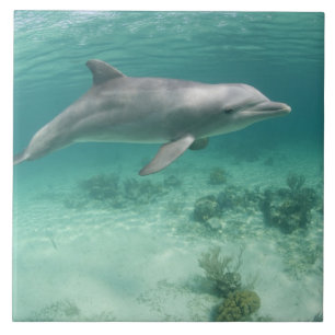 Carreau En Céramique Bahamas, Grand Bahama Island, Freeport, Captive 6