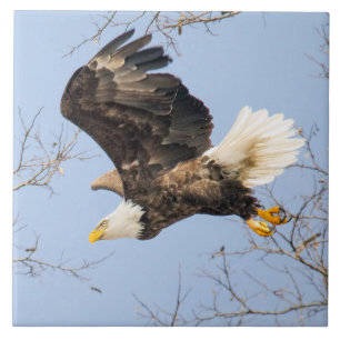 Carreau En Céramique Bald Eagle Eyes