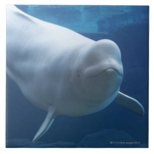 Carreau En Céramique Baleine de beluga (leucas de Delphinapterus)