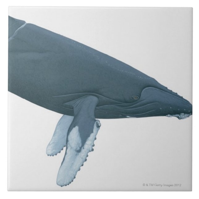 Carreau En Céramique Baleine de bosse (Devant)