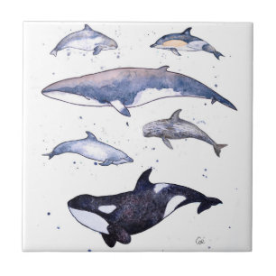 Carreau En Céramique Baleines et dauphins de l'Ecosse