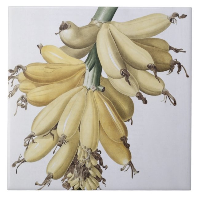 Carreau En Céramique Banane, 1816 (Devant)
