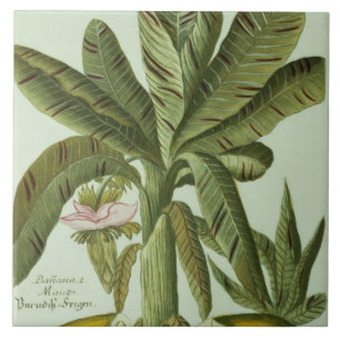 Carreau En Céramique Banane, de Phytanthoza Iconographi de J.