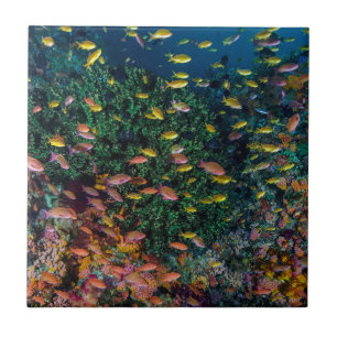 Carreau En Céramique Bancs de poissons nagent dans le récif