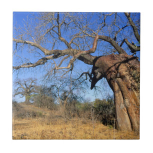 Carreau En Céramique Baobab (Adansonia Digitata), Parc national Kruger