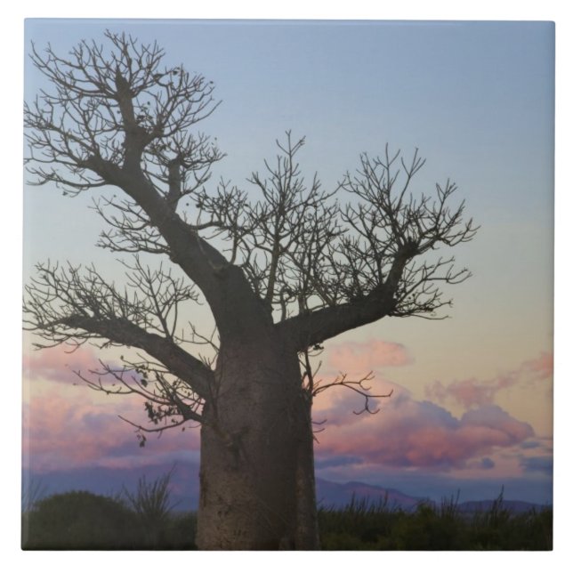 Carreau En Céramique Baobabs, Berenty, Toliara, Madagascar (Devant)
