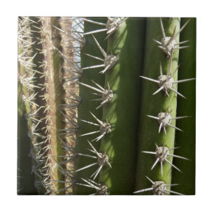 Carreau En Céramique Barrel Cactus II Désert Nature Photo