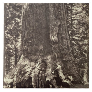 Carreau En Céramique Base du géant grisâtre, 'du livre de Yosemite