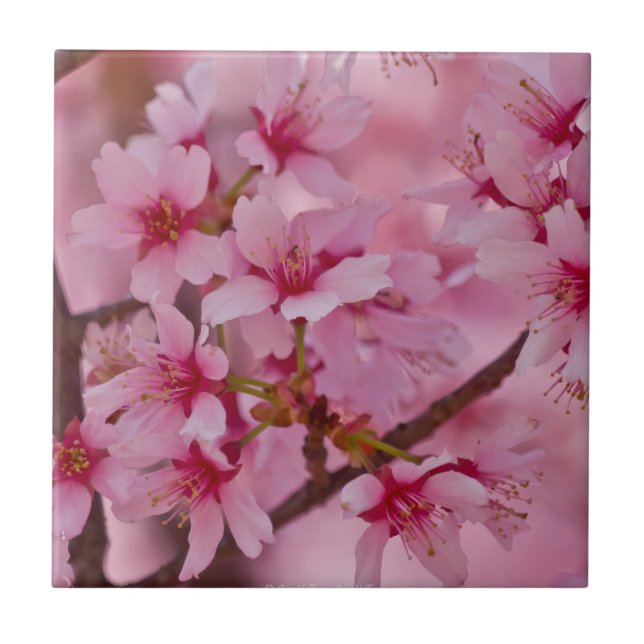 Carreau En Céramique Bathed in Pink Japanese Cherry (Devant)