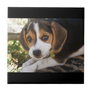 Carreau En Céramique Beagle de chiot