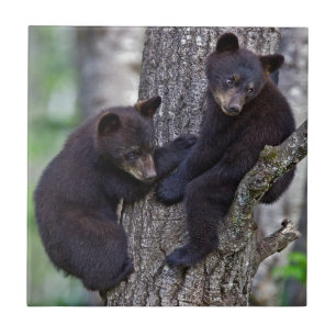 Carreau En Céramique Bear Twins Tree Escalade Branches Cute Animals Art