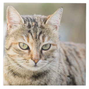 Carreau En Céramique Beau chat