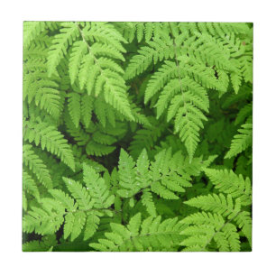 Carreau En Céramique Beau feuille de fougère