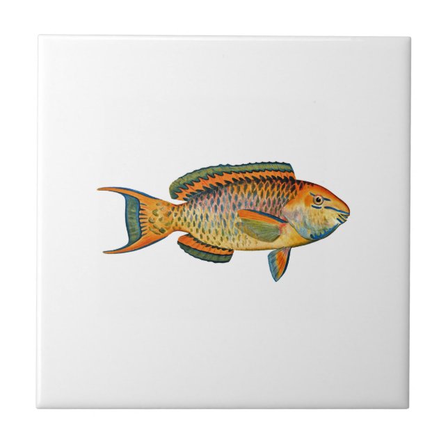 Carreau En Céramique Beau poisson hawaïen - poisson perroquet royal (Devant)