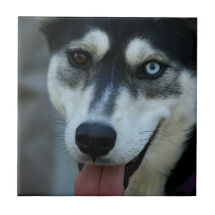 Carreau En Céramique Beau un chien de traîneau sibérien d'oeil bleu