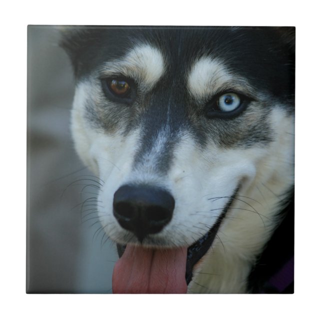 Carreau En Céramique Beau un chien de traîneau sibérien d'oeil bleu (Devant)